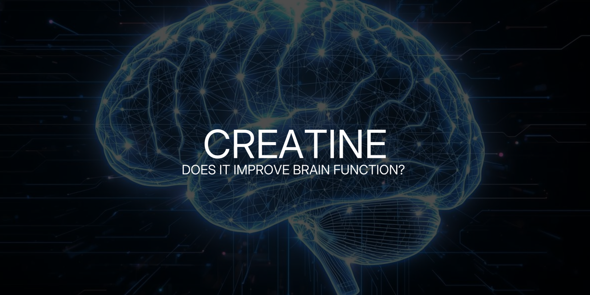 Creatine: Does It Improve Brain Function? – Organic Performance